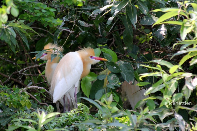 Kuhreiher _Bubulcus ibis coromandus_.JPG